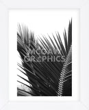 Palms 12  (Framed) -  Jamie Kingham - McGaw Graphics