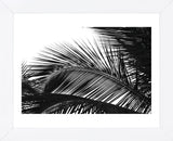 Palms 13  (Framed) -  Jamie Kingham - McGaw Graphics