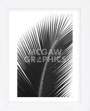 Palms 14  (Framed) -  Jamie Kingham - McGaw Graphics