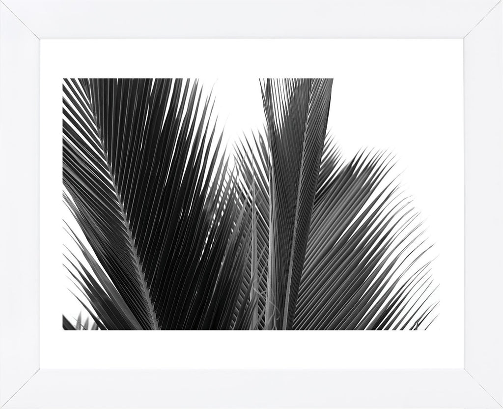 Palms 15 (Framed) | McGaw Graphics