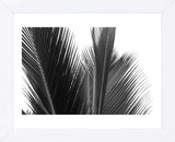 Palms 15  (Framed) -  Jamie Kingham - McGaw Graphics