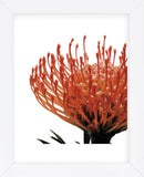 Orange Protea 1 (detail)  (Framed) -  Jenny Kraft - McGaw Graphics