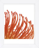 Orange Protea 5 (detail)  (Framed) -  Jenny Kraft - McGaw Graphics