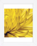 Yellow Mum 2  (Framed) -  Jenny Kraft - McGaw Graphics