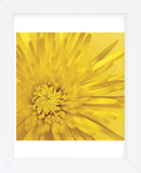 Yellow Mum 3  (Framed) -  Jenny Kraft - McGaw Graphics