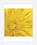 Yellow Mum 3  (Framed) -  Jenny Kraft - McGaw Graphics