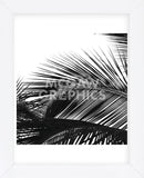 Palms 13 (detail)  (Framed) -  Jamie Kingham - McGaw Graphics