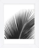 Palms 14 (detail)  (Framed) -  Jamie Kingham - McGaw Graphics