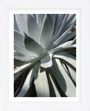 Cactus 2  (Framed) -  Jenny Kraft - McGaw Graphics