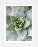 Cactus 3  (Framed) -  Jenny Kraft - McGaw Graphics