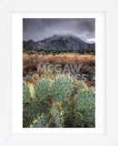 Cactus Overcast (Framed) -  Bob Larson - McGaw Graphics