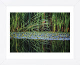 Splitting Reeds (Framed) -  Bob Larson - McGaw Graphics