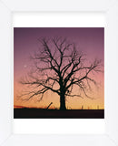 Arboral Afterglow  (Framed) -  Phillip Mueller - McGaw Graphics