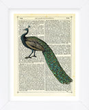 Roaming Peacock (Framed) -  Marion McConaghie - McGaw Graphics