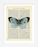 Blue Butterfly (Framed) -  Marion McConaghie - McGaw Graphics