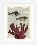 Two Fish with Coral (Framed) -  Marion McConaghie - McGaw Graphics