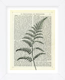 Fern 2 (Framed) -  Marion McConaghie - McGaw Graphics