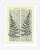 Fern (Framed) -  Marion McConaghie - McGaw Graphics