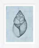 Achatina Shell (light blue) (Framed) -  Bert Myers - McGaw Graphics
