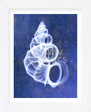Wentletrap Shell (indigo) (Framed) -  Bert Myers - McGaw Graphics