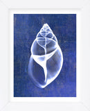 Achatina Shell (indigo) (Framed) -  Bert Myers - McGaw Graphics