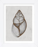 Achatina Shell (Framed) -  Bert Myers - McGaw Graphics