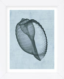 Banded Tun Shell (light blue) (Framed) -  Bert Myers - McGaw Graphics