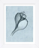 Channelled Whelk (light blue) (Framed) -  Bert Myers - McGaw Graphics