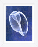 Banded Tun Shell (indigo) (Framed) -  Bert Myers - McGaw Graphics