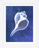 Channelled Whelk (indigo) (Framed) -  Bert Myers - McGaw Graphics