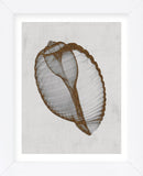 Banded Tun Shell (Framed) -  Bert Myers - McGaw Graphics