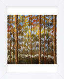 Tarnished Wood (Framed) -  Shawn Meharg - McGaw Graphics