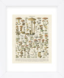 Champignons I (Framed) -  Adolphe Millot - McGaw Graphics