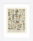 Champignons II (Framed) -  Adolphe Millot - McGaw Graphics