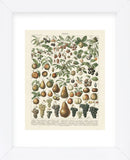 Fruits II (Framed) -  Adolphe Millot - McGaw Graphics