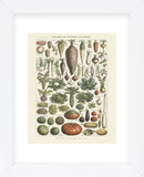 Legumes I (Framed) -  Adolphe Millot - McGaw Graphics