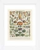 Legumes II (Framed) -  Adolphe Millot - McGaw Graphics