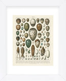Oeufs (Framed) -  Adolphe Millot - McGaw Graphics