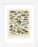 Poissons I (Framed) -  Adolphe Millot - McGaw Graphics