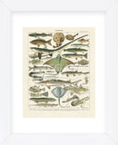 Poissons II (Framed) -  Adolphe Millot - McGaw Graphics