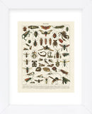 Insectes I (Framed) -  Adolphe Millot - McGaw Graphics