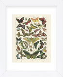 Papillons I (Framed) -  Adolphe Millot - McGaw Graphics