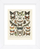 Papillons II (Framed) -  Adolphe Millot - McGaw Graphics