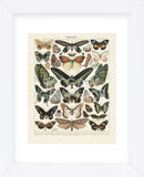 Papillons III (Framed) -  Adolphe Millot - McGaw Graphics