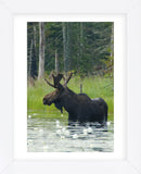 Moose Alert (Framed) -  Orah Moore - McGaw Graphics