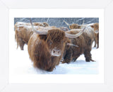 Scottish Highlanders (Framed) -  Orah Moore - McGaw Graphics