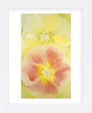 Pink and Yellow Hollyhocks, 1952 (Framed) -  Georgia O'Keeffe - McGaw Graphics
