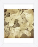 Hydrangeas 1 (Framed) -  Dawne Polis - McGaw Graphics