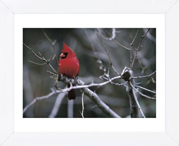 Cardinal (Framed) | McGaw Graphics