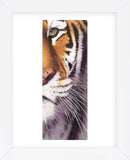 Tiger Eye  (Framed) -  Mitch Ridder - McGaw Graphics